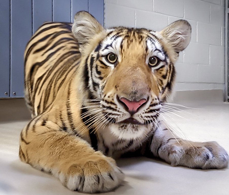 LSU’s Newest Tiger: Mike VII Begins his Reign